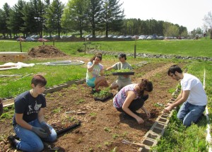Volunteers planted the seedlings.  Photography by Jackie Layton