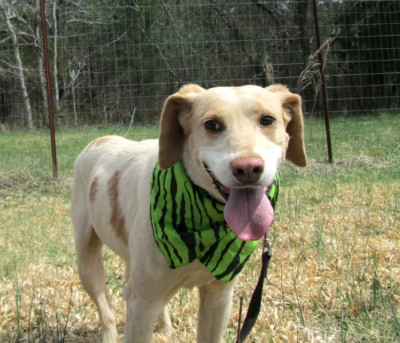 Chilly, a dog at CFC. Photo courtesy of CFC website.