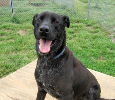 Cosmo, a dog at CFC. Photo courtesy of CFC website