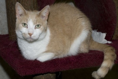 Gabriel, a cat at CFC. Photo courtesy of CFC website.