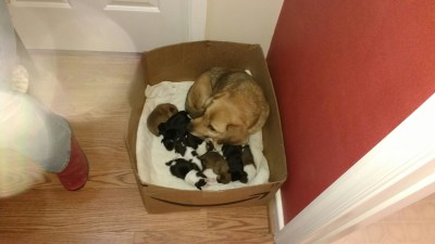 Fowler, Puppies 2