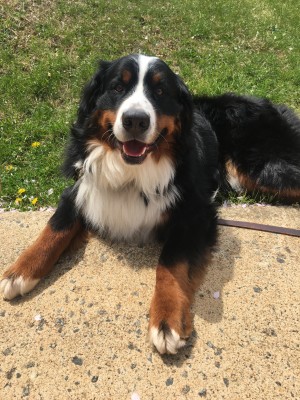 Certified therapy dog Marlee laying in the grass and smiling. Photo by Madison Weikle.