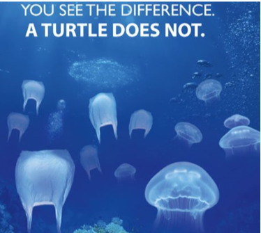 Sea Turtles can not tell the difference between a plastic bag or a Jelly Fish.