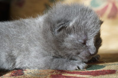 Sprocket, a two week old kitten, faces right.