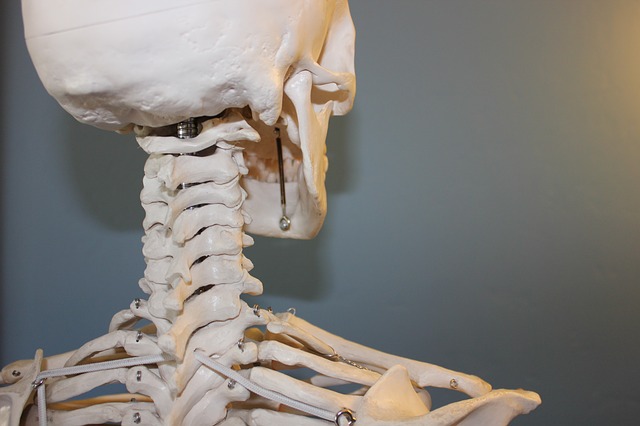 A skeleton faces away. The image includes the skull, spine, and shoulder.