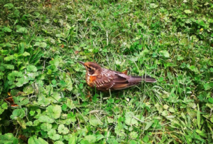 A juvenile American Robin sits on the grass.