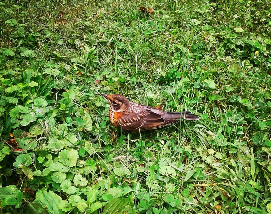 A juvenile American Robin sits on the grass.