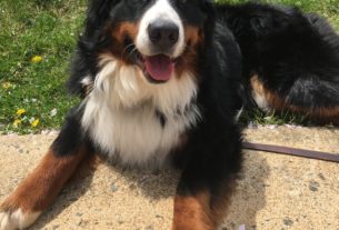 Marley the Therapy Dog