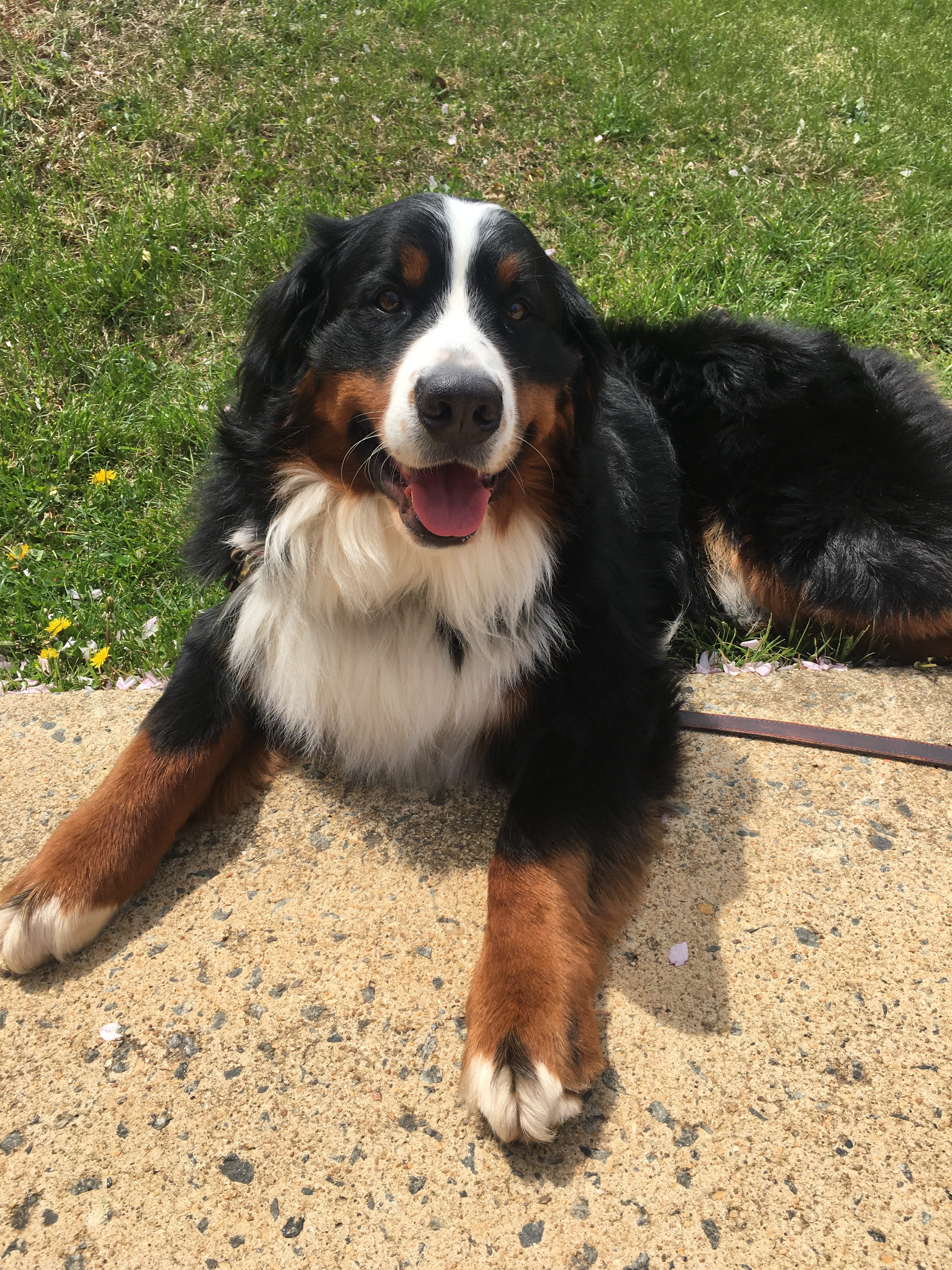 Marley the Therapy Dog