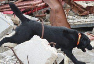 An HRD searching through rubble.