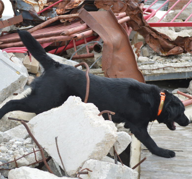 An HRD searching through rubble.