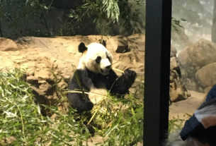 A giant panda bear sits in an enclosure and nibbles a bamboo shoot.