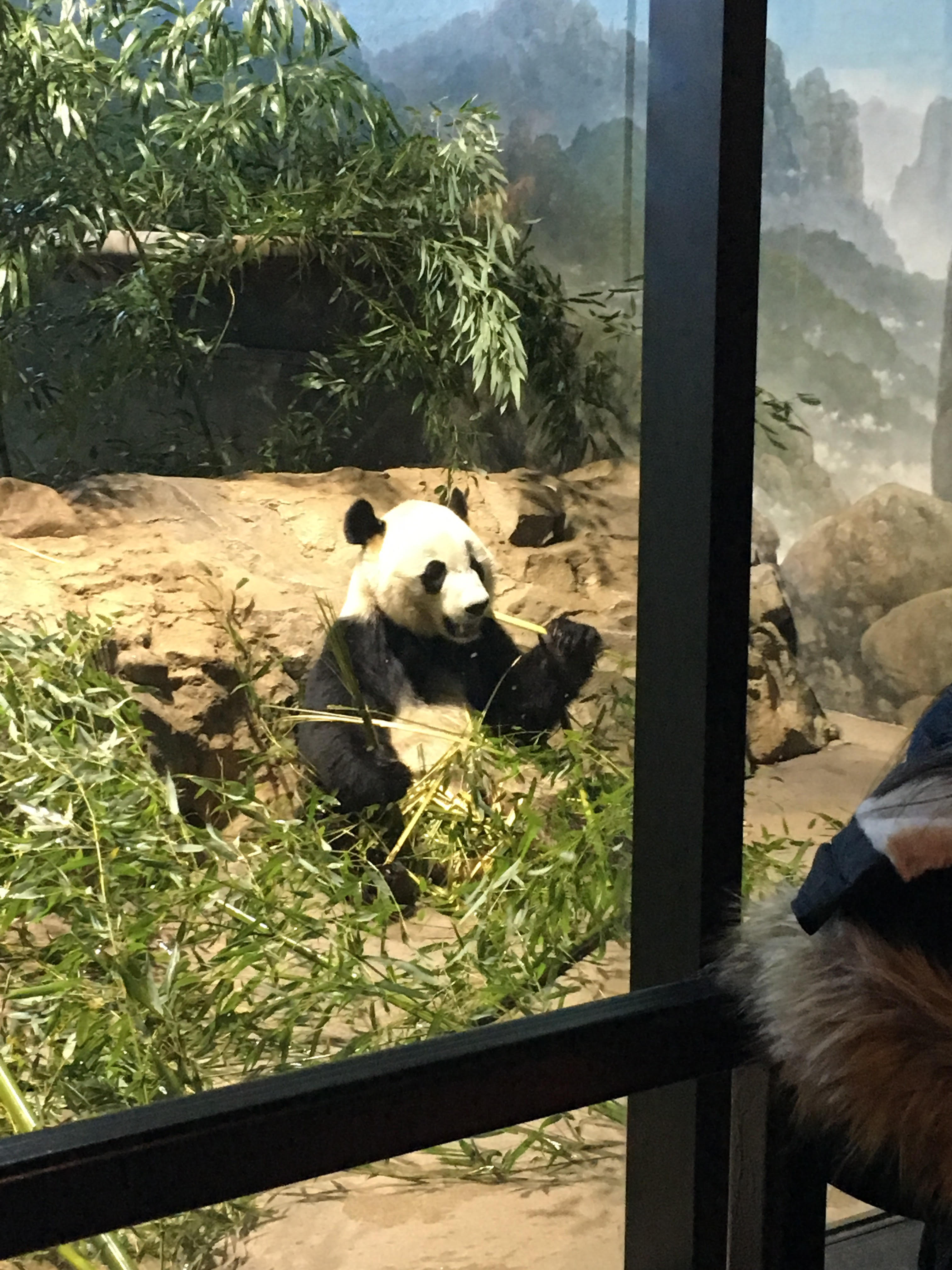 A giant panda bear sits in an enclosure and nibbles a bamboo shoot.