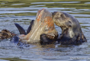 A picture of a Sea Otter struggling with a bag that was left in the water.