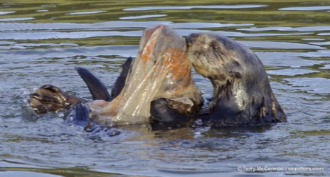 A picture of a Sea Otter struggling with a bag that was left in the water.
