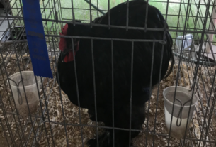 Chicken at the fair