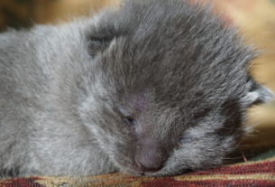 Sprocket, a two week old kitten, sits in a sunbeam.