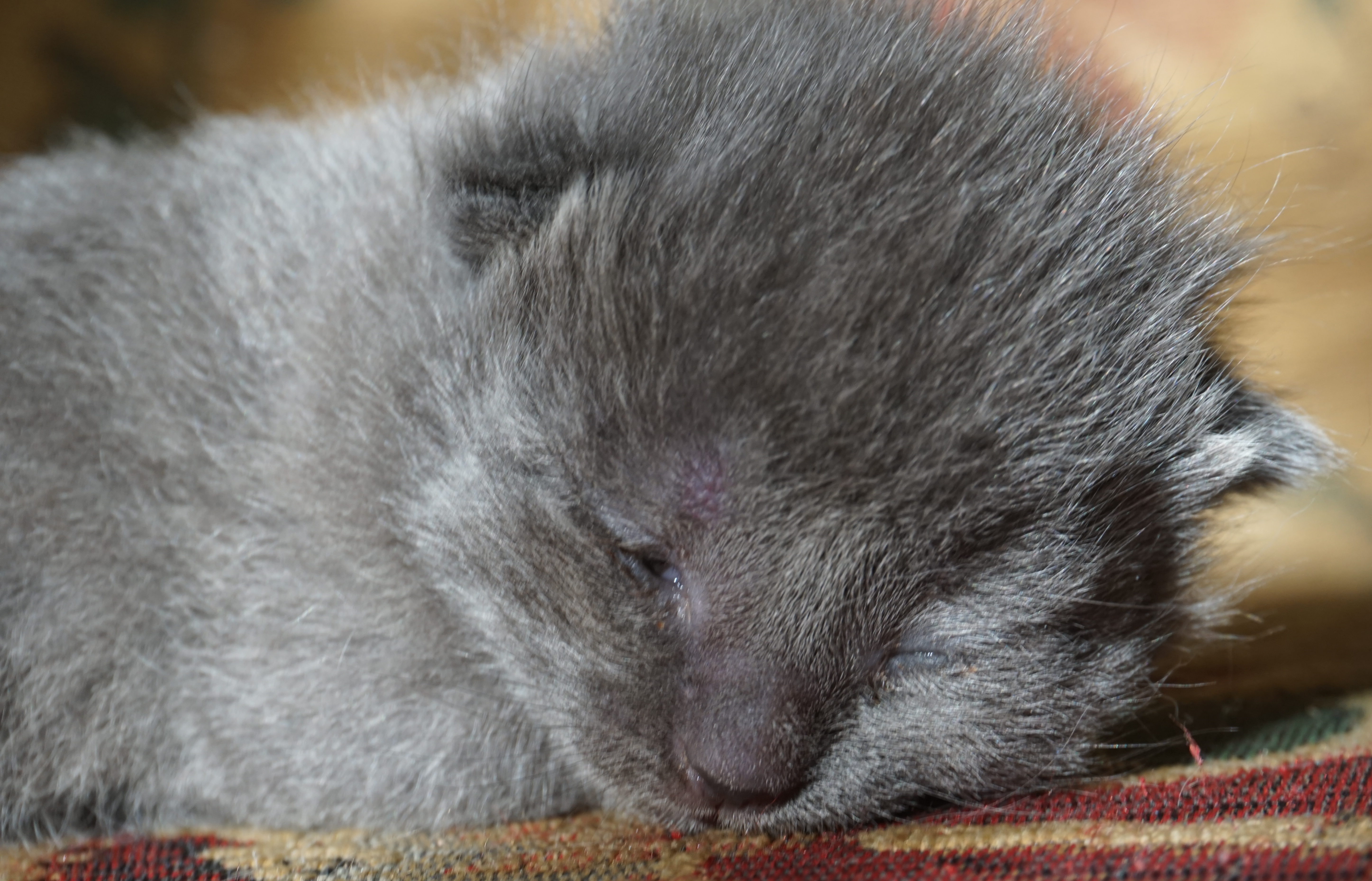 Sprocket, a two week old kitten, sits in a sunbeam.