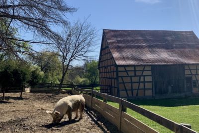 A large pig stands in her pen in front of an old wooden German barn