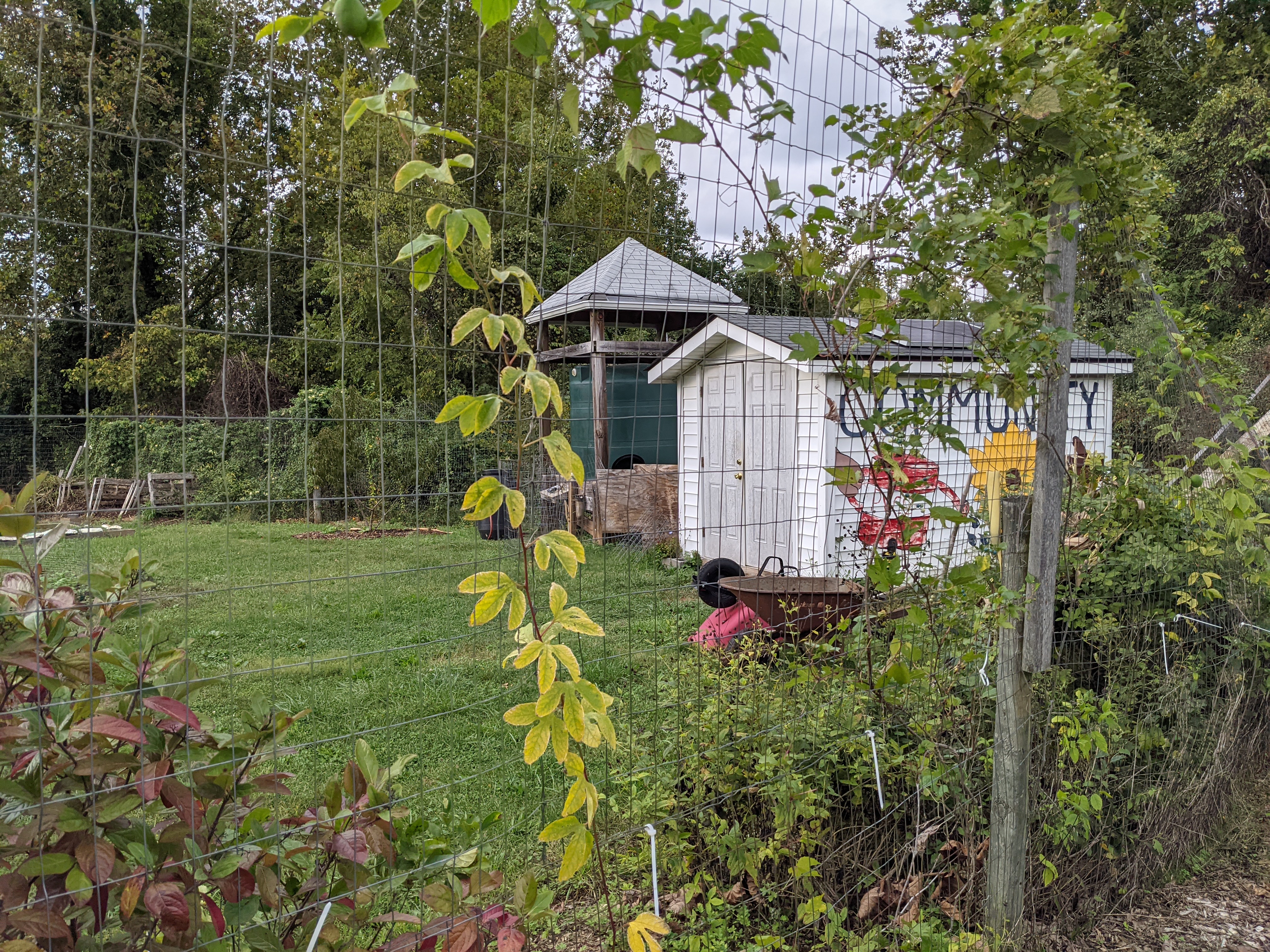 a wire fence with a vine snaking across it encloses the PVCC community garden, in which we can see a white shed with the word "Community" written on the side