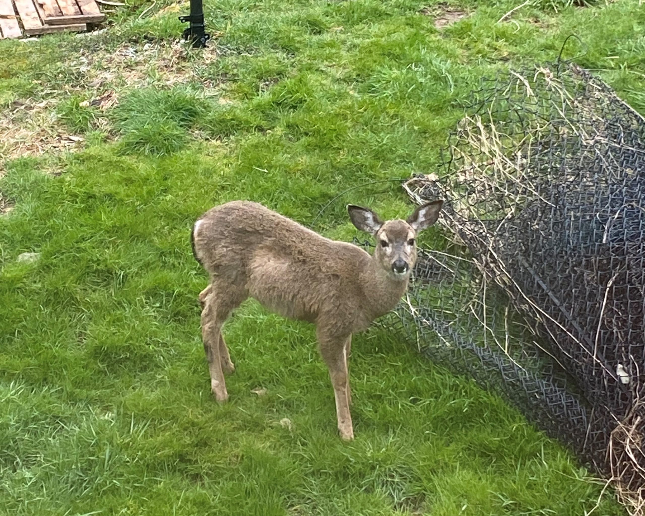 A brown deer standing looking into the camera in a yard.