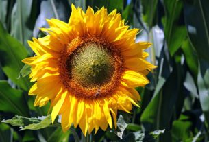 A photo of a bright yellow sunflower facing the camera.