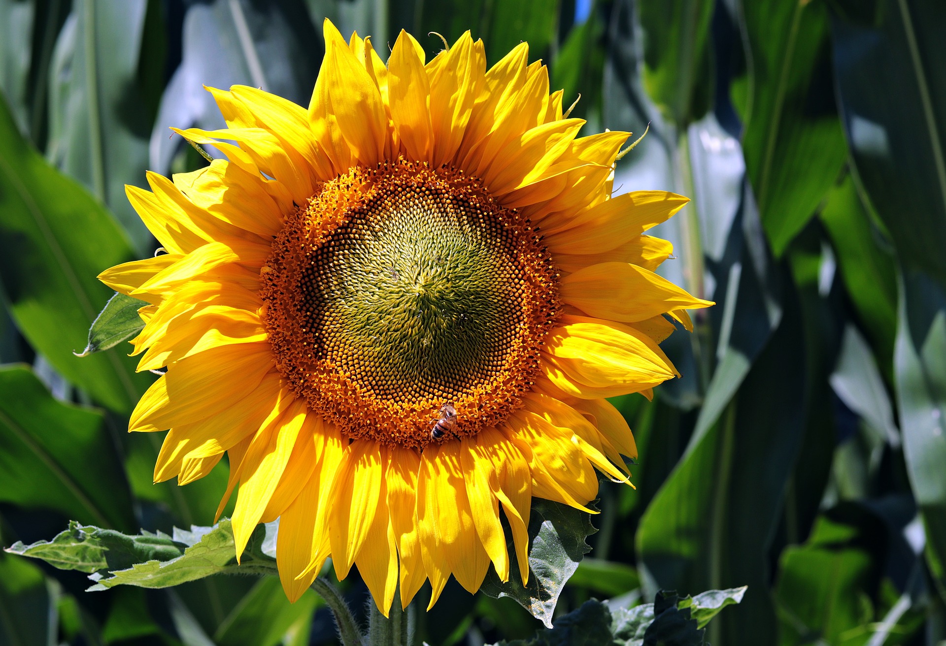 A photo of a bright yellow sunflower facing the camera.