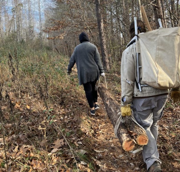 Two volunteers are carrying a red cedar log through the forest.