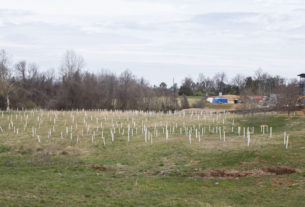 dozens of white steaks with newly planted trees in the field behind the Keats building