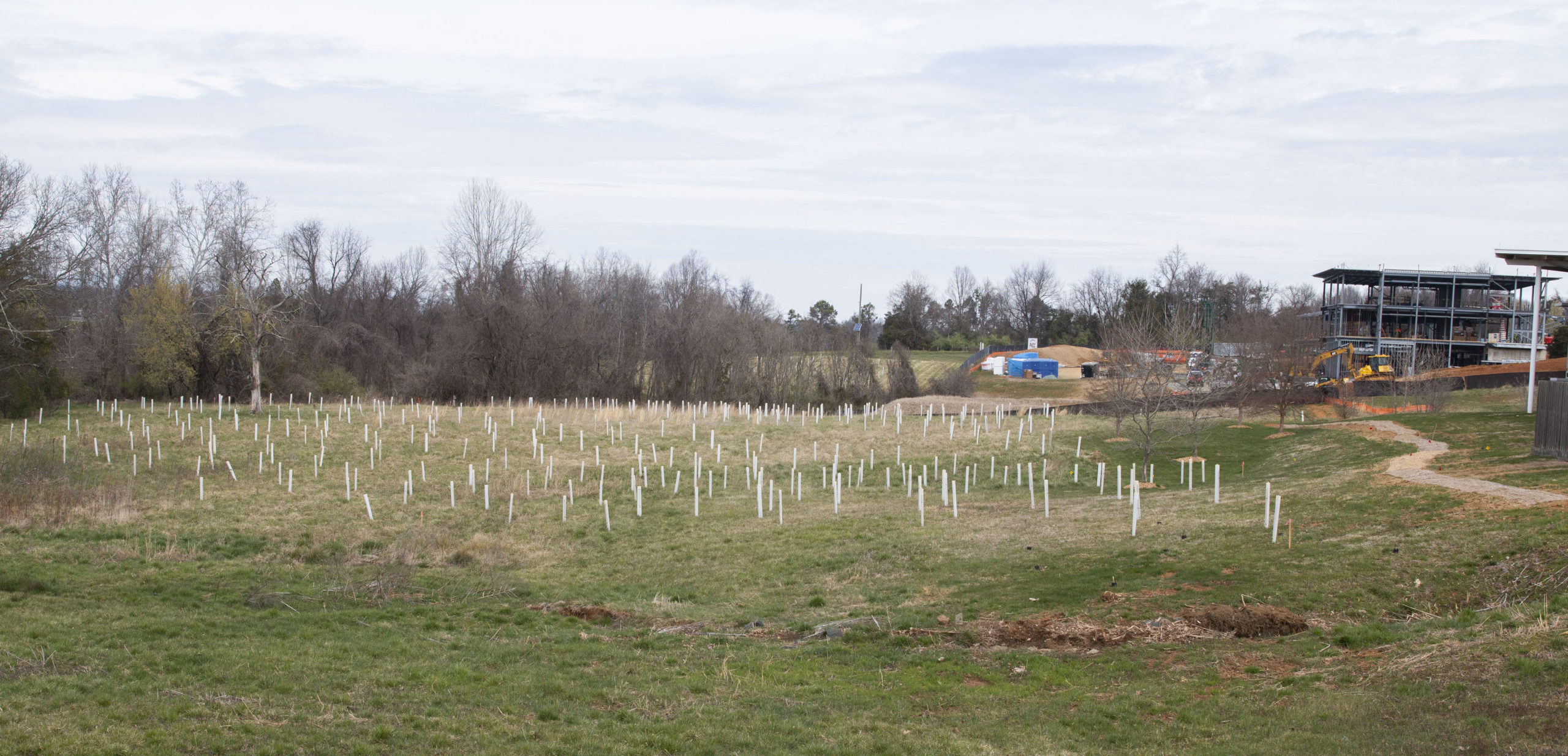 dozens of white steaks with newly planted trees in the field behind the Keats building