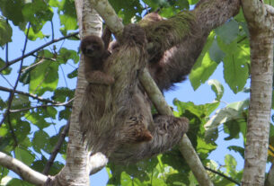 A family of tree sloths in a tree