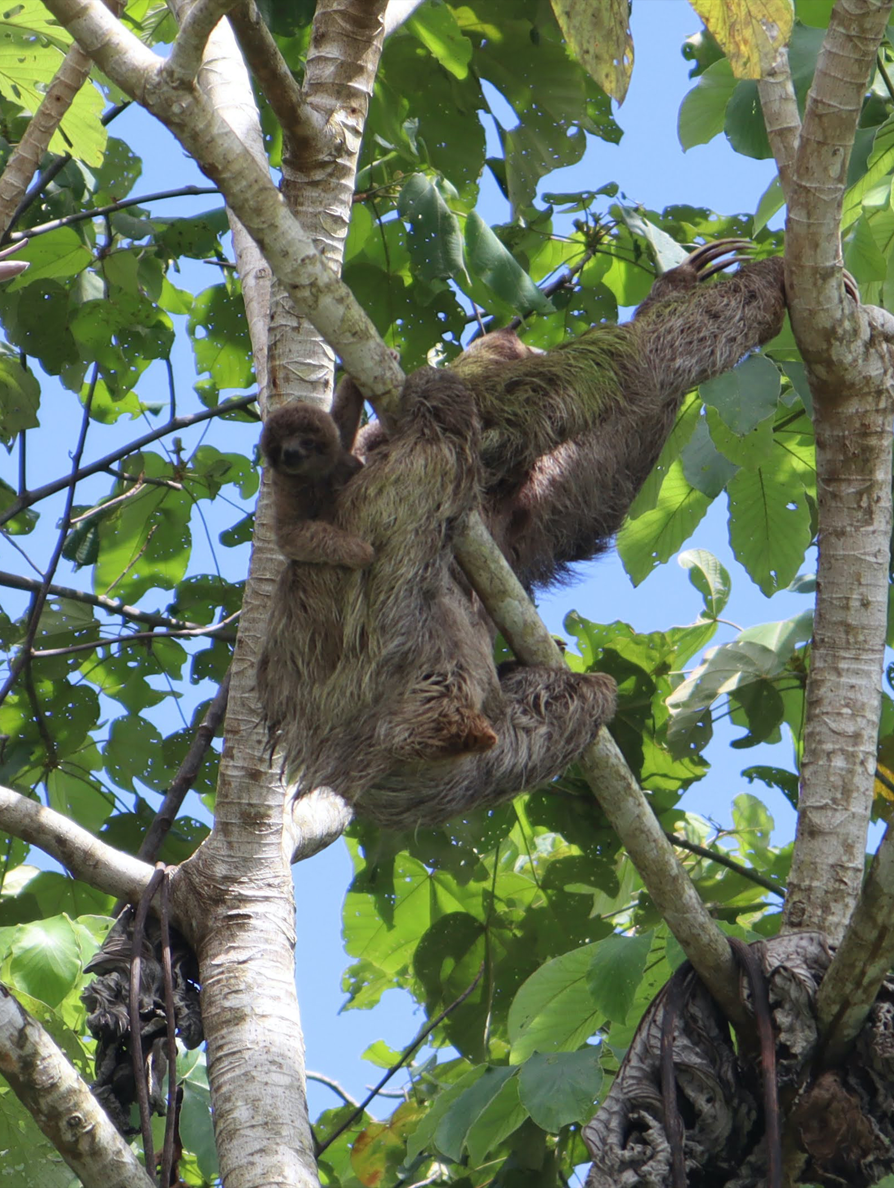 A family of tree sloths in a tree