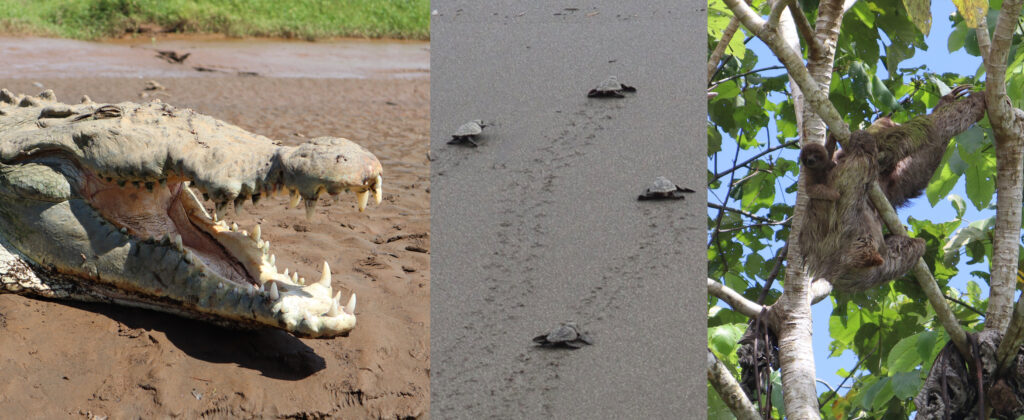 From left to right: a crocodile on a beach, turtles on a beach, a family of tree sloths in a tree.