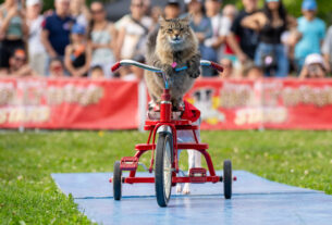 A cat riding a tricycle with a dog behind it.