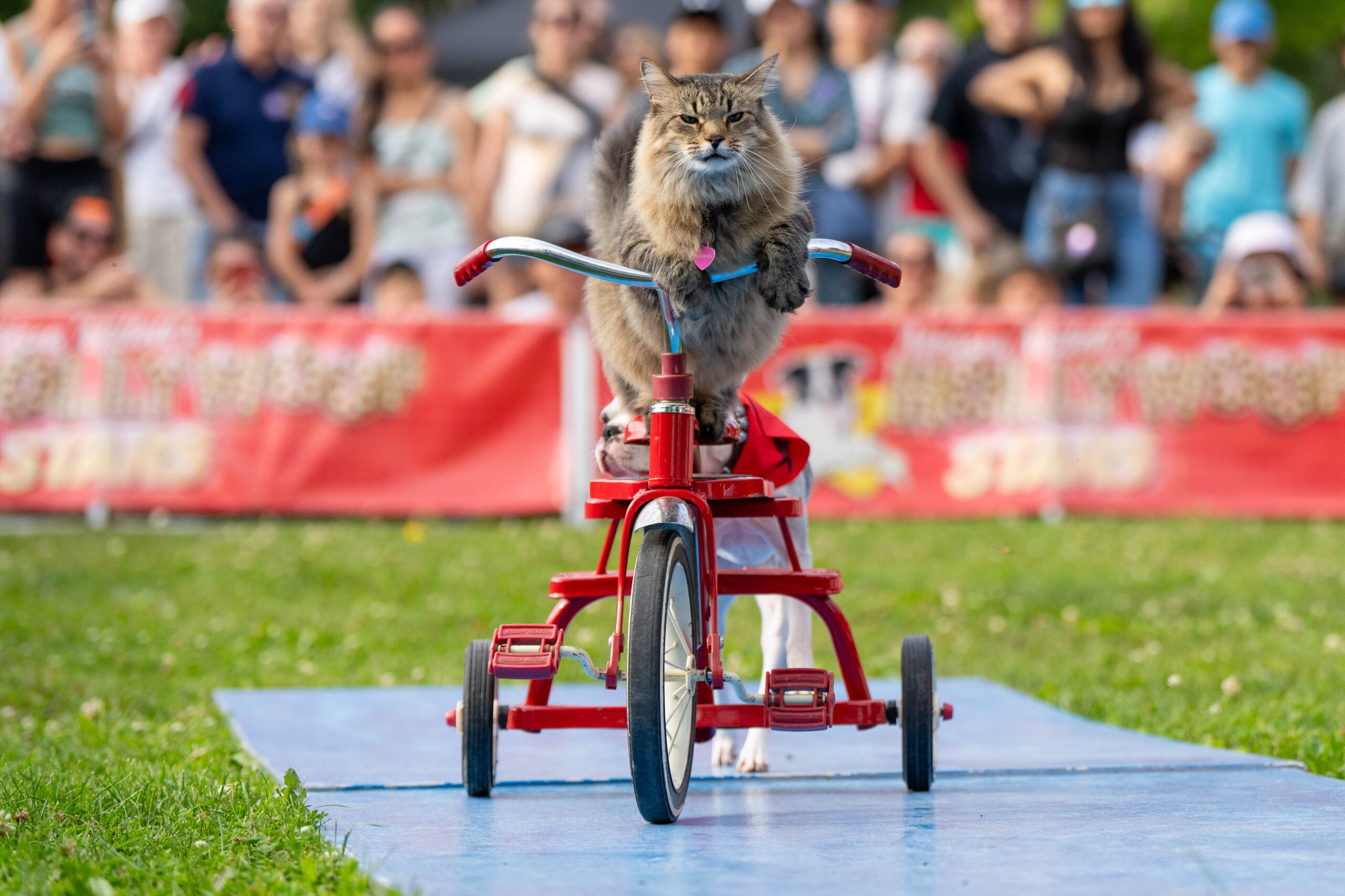 A cat riding a tricycle with a dog behind it.