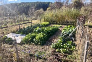Bright green garden beds in three rows within the community garden.