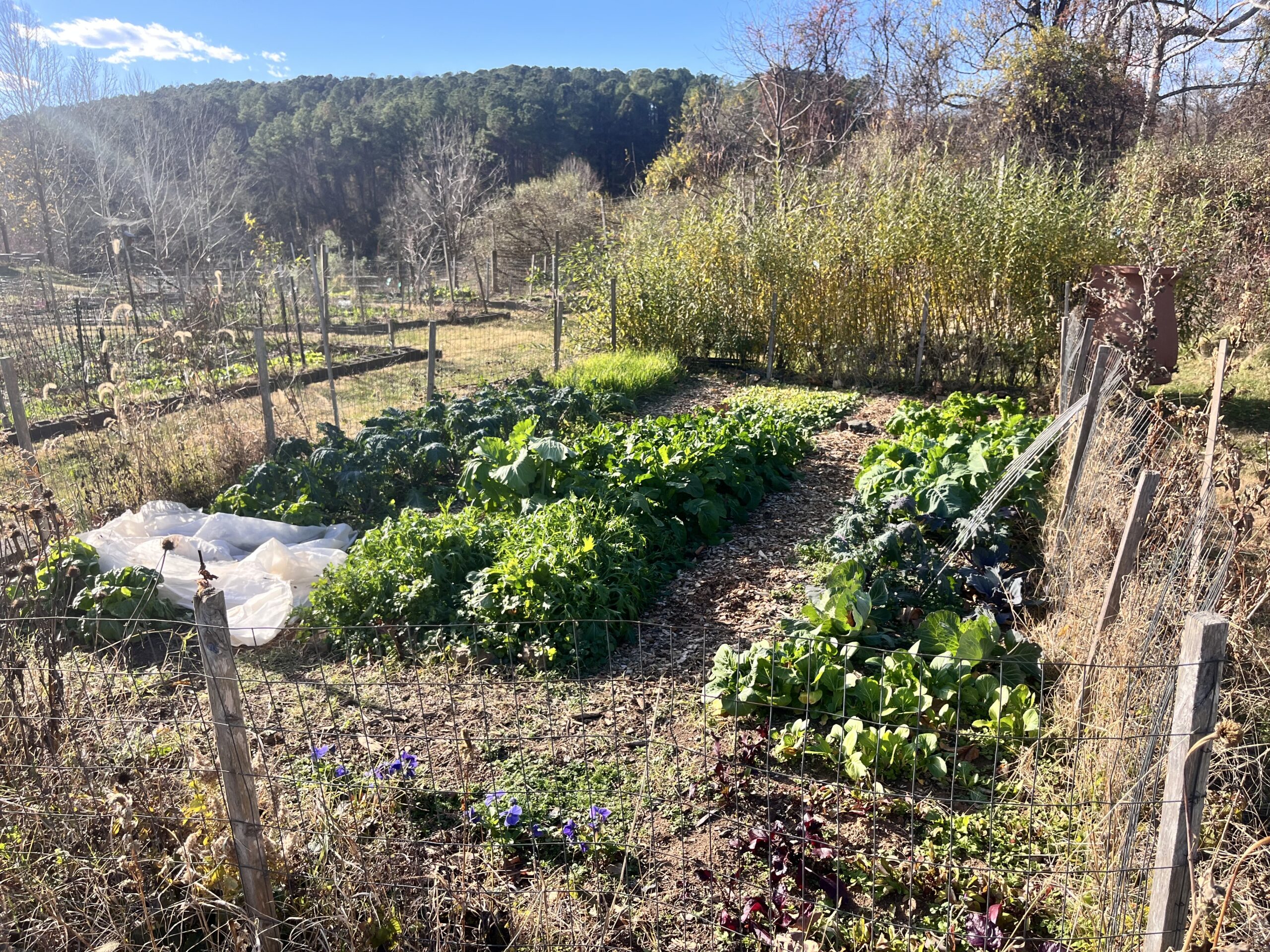 Bright green garden beds in three rows within the community garden.