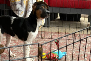 A white, black, and brown puppy with its ears folded on top of its head