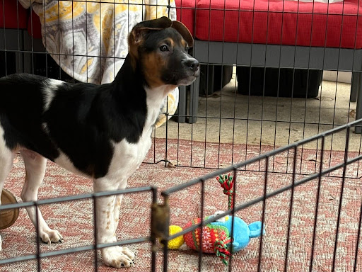 A white, black, and brown puppy with its ears folded on top of its head