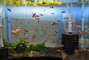 A bunch small of orange, yellow, silver, and gold fish in a tank with aquatic plants and a tank filter.