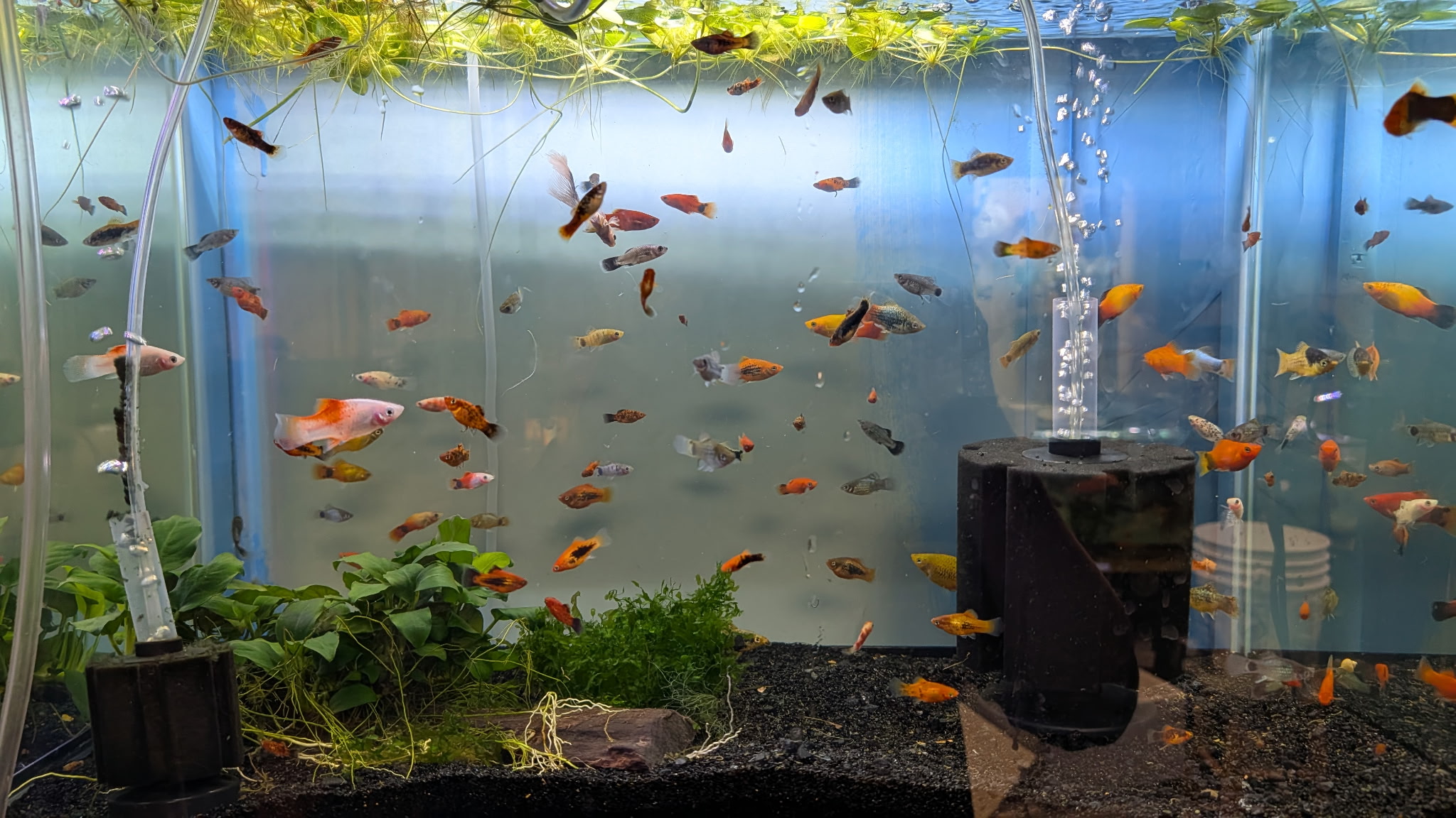 A bunch small of orange, yellow, silver, and gold fish in a tank with aquatic plants and a tank filter.
